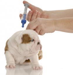 dog getting vaccinated at Hamilton Road Animal Hospital