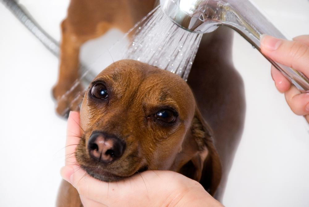 Dog getting a Bath