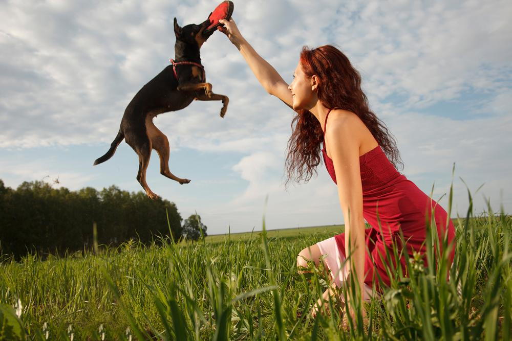 dog playing with his owner in a field of grass