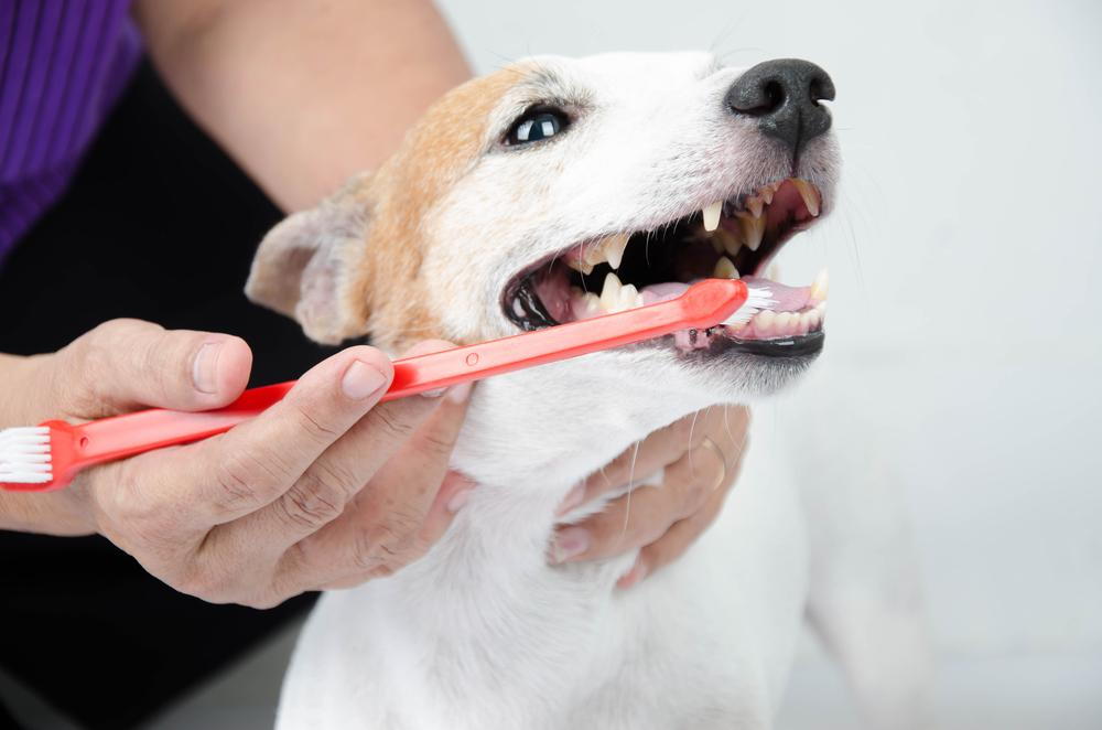 smiling dog getting his teeth brushed by a veterinarian in Collierville during a pet dental cleaning appointment