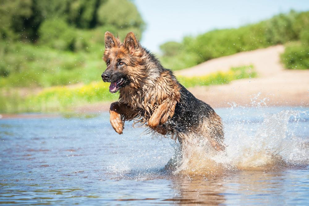 german shephard jumping in lake who is protected from lepto because of vaccination from his Collierville vet