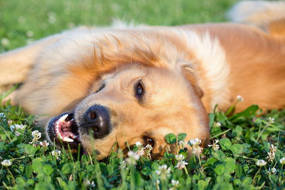 dog laying in grass during spring