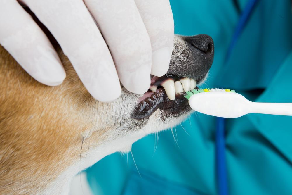 dog having teeth brushed by collierville veterinarian