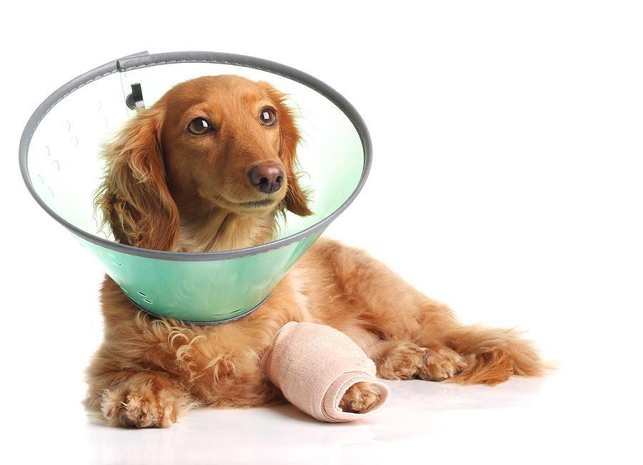 daschund with orthopedic injuries and a cone on