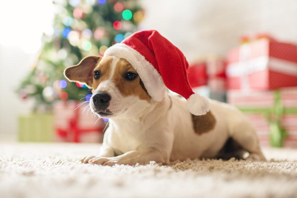 a dog wearing a holiday hat