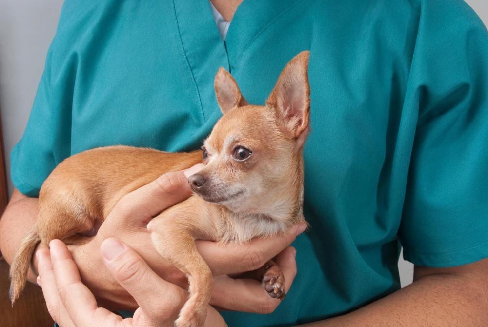 Pet Surgery In knoxville, tn