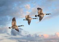 three ducks flying