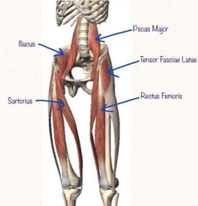 hip flexor muscles diagram