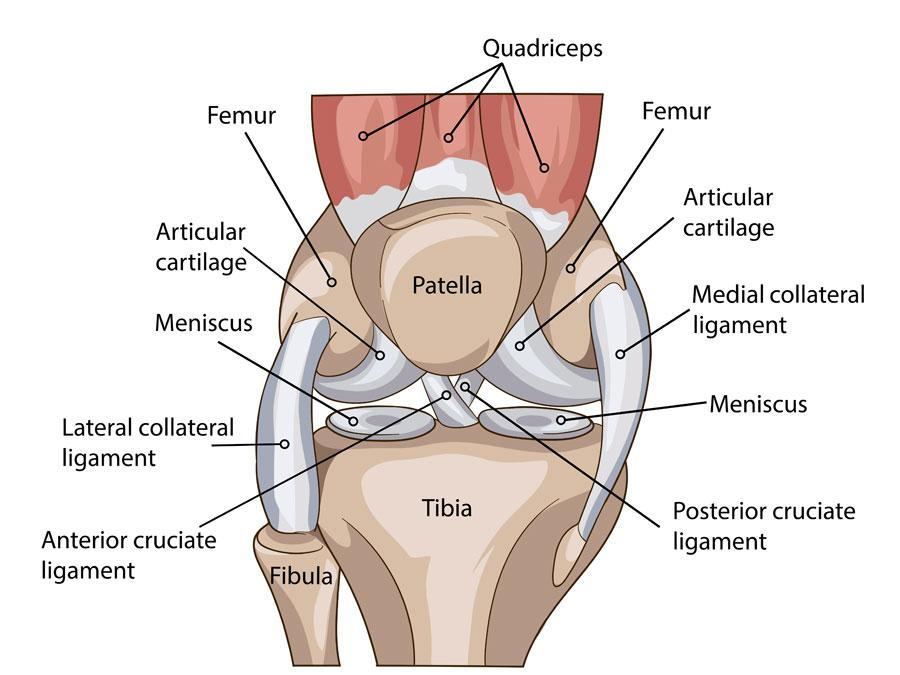 Anatomy of the knee photo