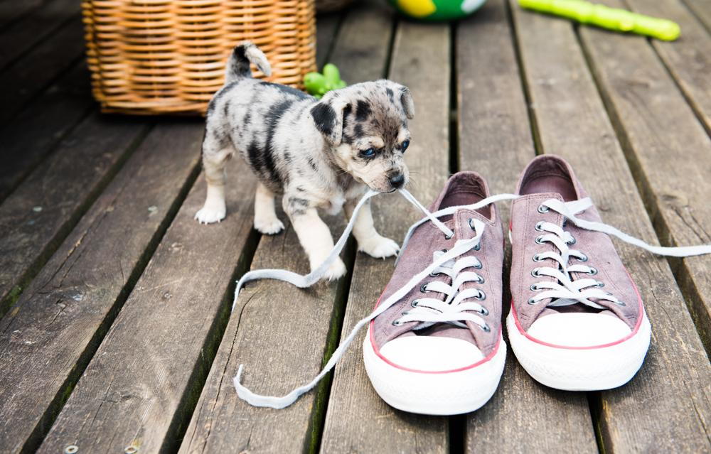 Puppy chewing on shoe laces in Richmond, TX.