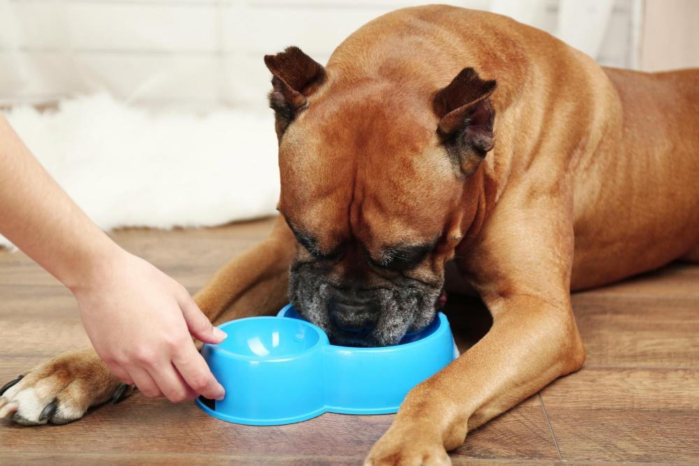 this is a photo of a dog eating prescription pet food from our veterinarian in Richmond, tx