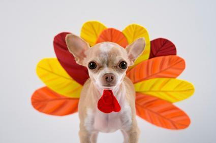chihuahua in a turkey costume