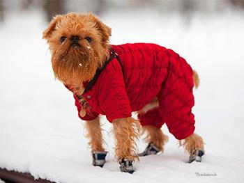 dog paw covers for snow