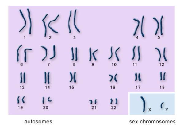 human karyotype