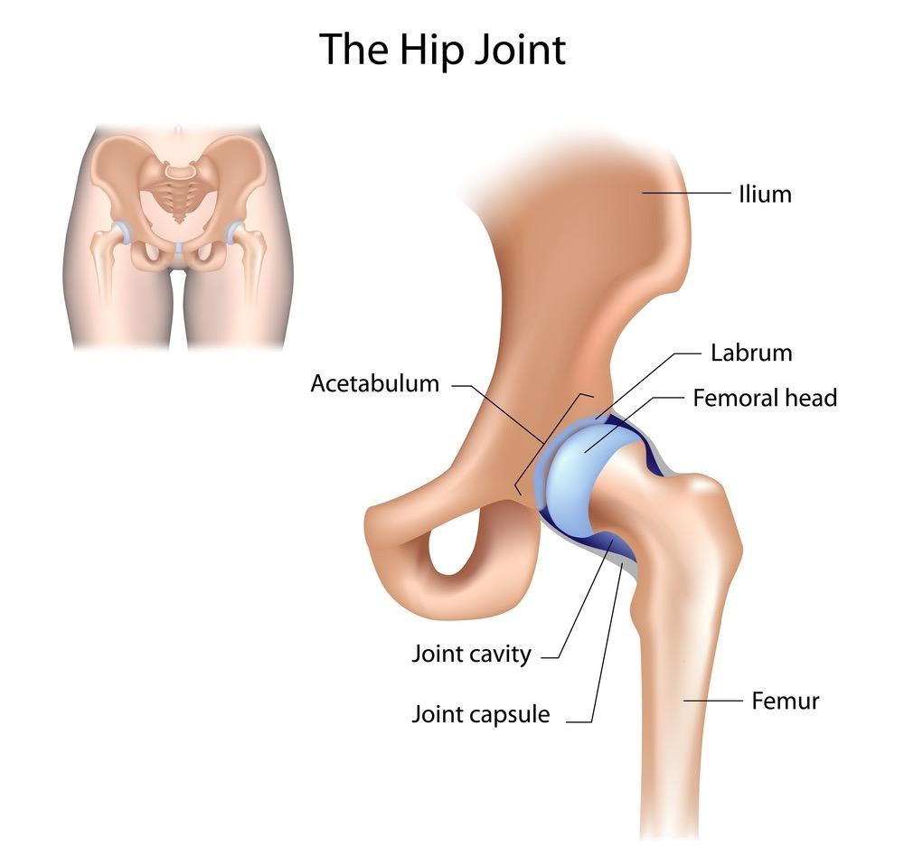Medical illustration of human hip joint