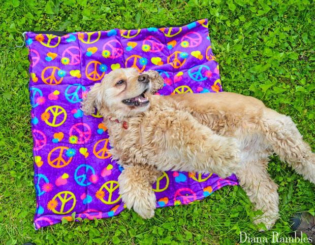 How to make a dog cooling clearance mat