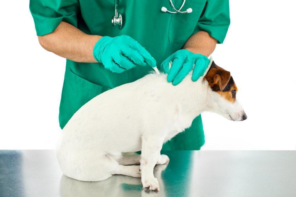 Dog getting parasite prevention from his veterinarian.