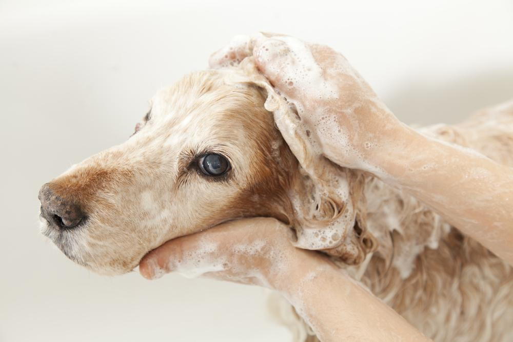 Dog getting a bath at his veterinarian.