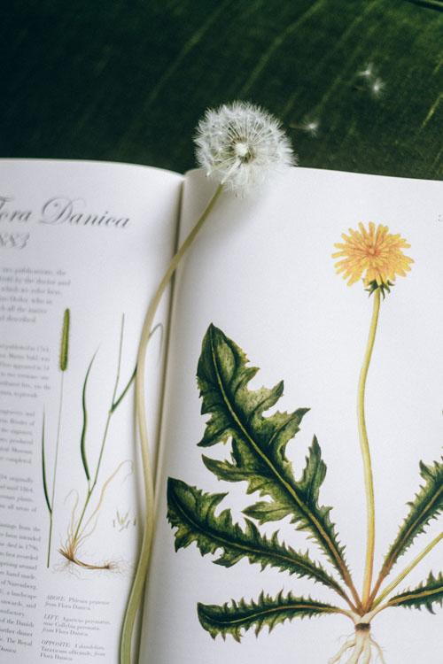 What Does The Word Dandelion Mean In English