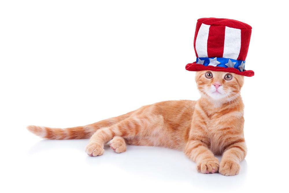 cat getting ready for the fourth of july