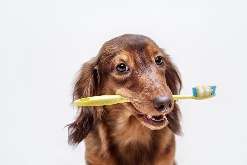 Dog smiling holding a toothbrush