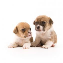 vaccination for two puppies