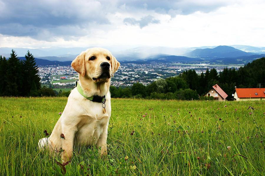 dog sitting on grass mountain