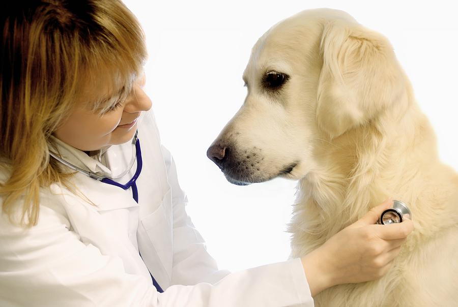 Heartworm Prevention for Pets