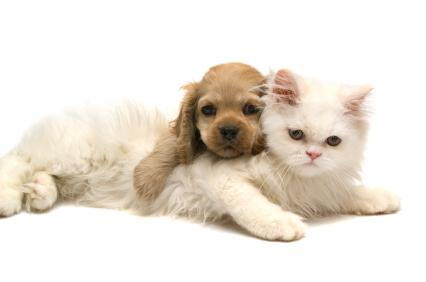 spay and neuter your pet at Austin veterinary clinic