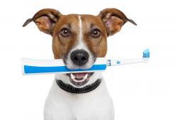 animal clinic addresses pet dental care.jpg