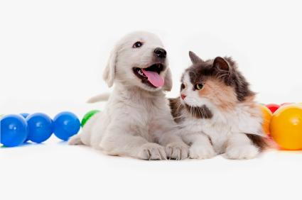 Austin veterinarian provides puppy and kitten proofing tips