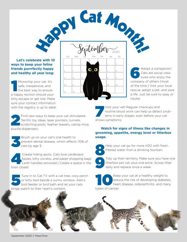 Happy Cat Month Spring Valley Animal Hospital LLC Veterinarian in