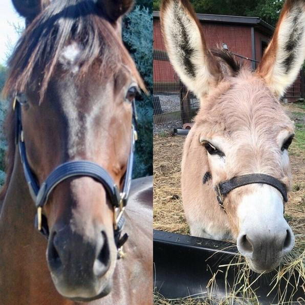 Horse versus Donkey Metabolism