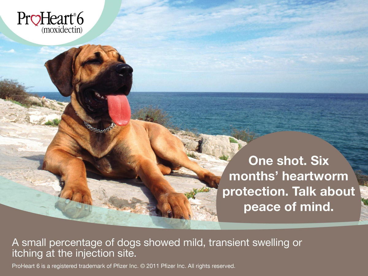 6 month heartworm prevention