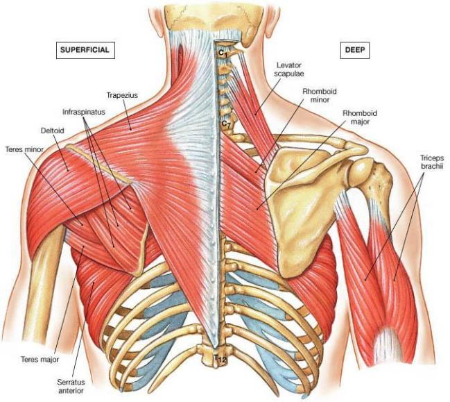 Image result for scapulothoracic musculature