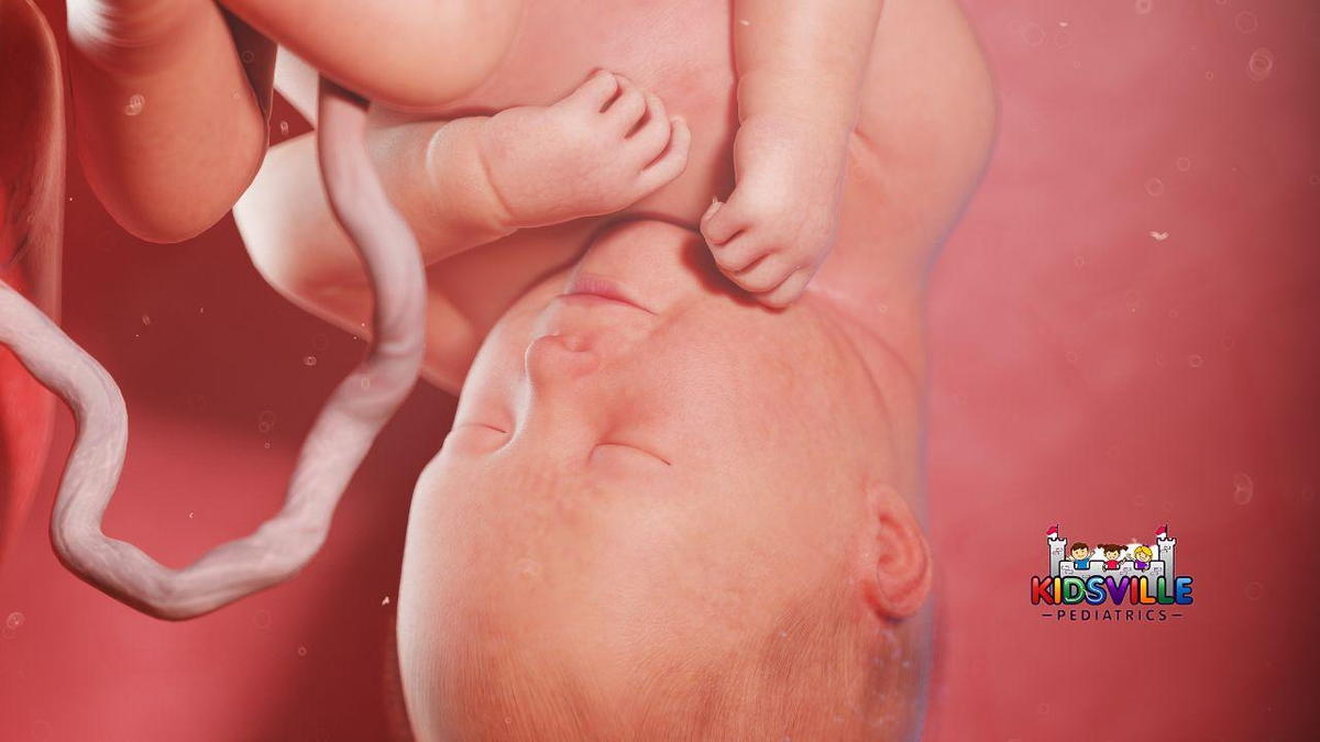 A fetus, with its umbilical cord, presented on a cephalic position.