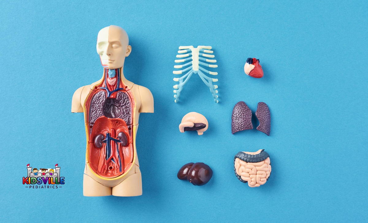 A detailed model of a human body showcasing various organs and anatomical structures for educational purposes.