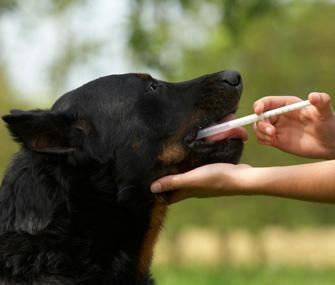 Bellalago Dog Medicine Medicating Stopping Diarrhea