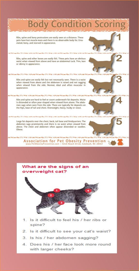 Obesity Chart For Cats