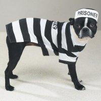 Prison_Pooch.JPG