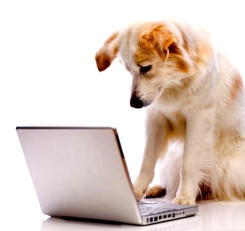 Dog deals medication online