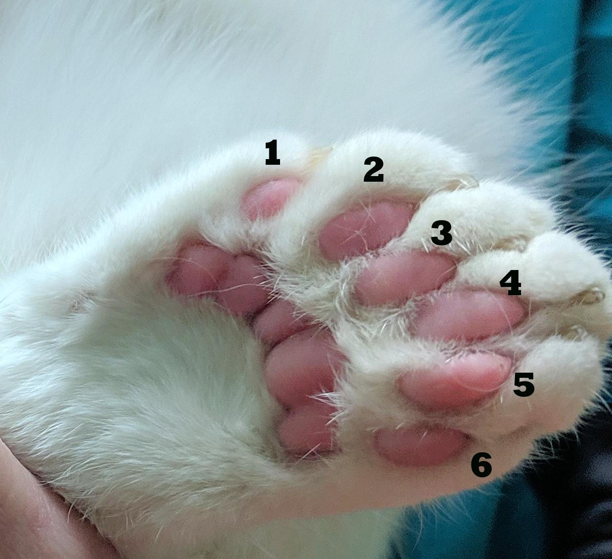 Cats With Seven Toes