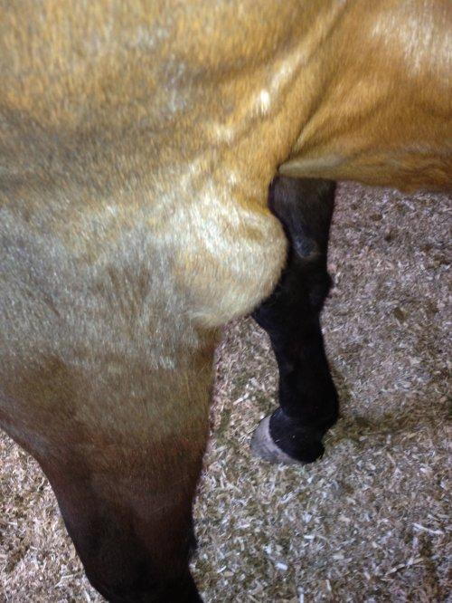 SHOE BOIL DON T BOTHER ME by Ken Keckler DVM Buckeye Veterinary