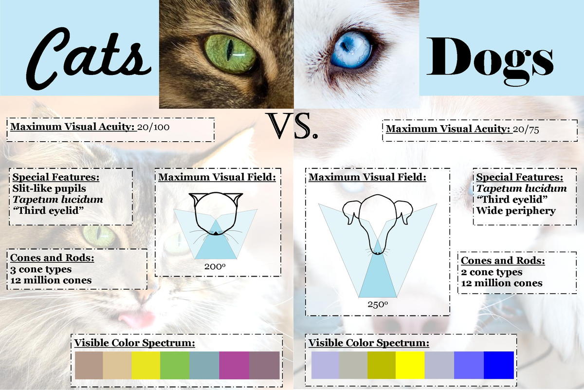 do dogs have better night vision than cats