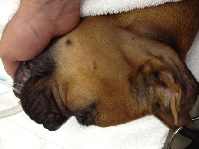 Rocky_the_dog_during_his_leg_surgery_in_Kihei.jpg