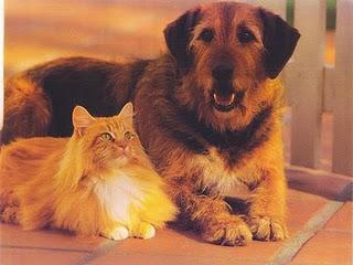 Cat_and_Dog_in_Hawaii