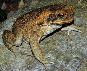 bufo marinus, poison toad in Hawii