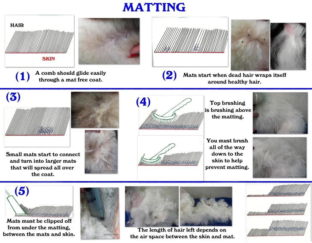 A Simple Guide to Preventing Your Dog's Hair from Matting