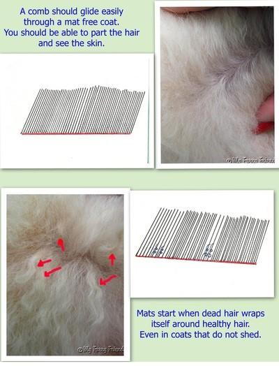 A Simple Guide To Preventing Your Dog S Hair From Matting