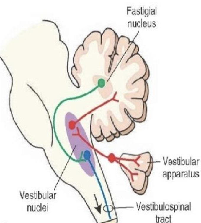 A number of players can send the electrical signal to the quarterback (vestibular nucleus) before the electrical signal is sent to the cortical brain. As noted in the graphic above, these other players include:</p> <p>•Labyrinthine Inner Ear (2)<br /> •Cerebellum (3)<br /> •Temporomandibular Joint (TMJ) (4, 5, 6)<br /> •Neck (cervical spine) afferents (7)<br />